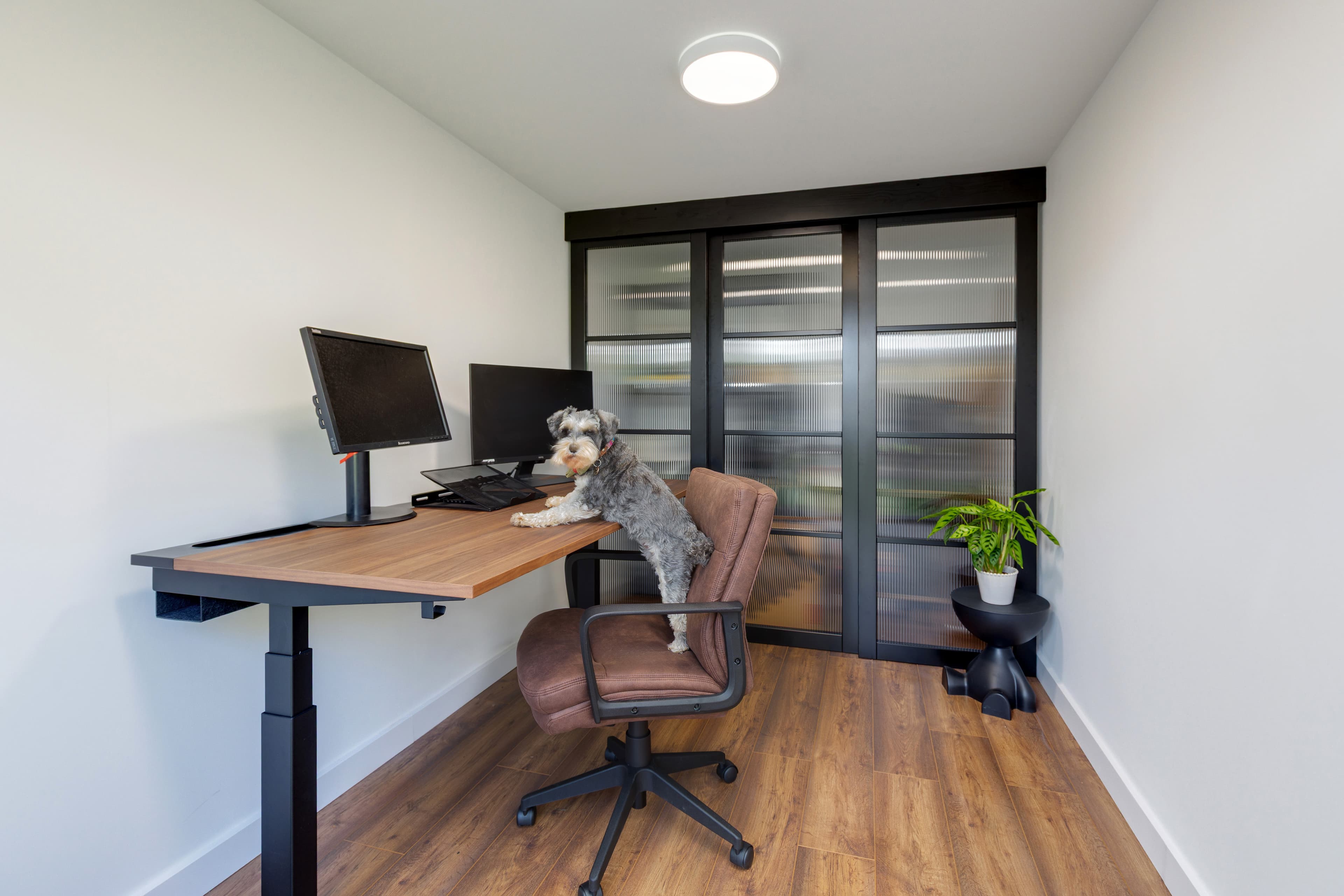 Garden office interior in Bedfordshire with a corner desk, dual monitors and a reeded-glass partition, a small dog on the chair